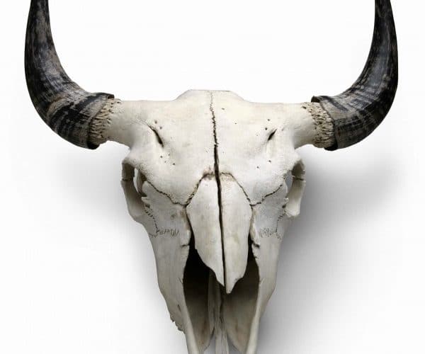 Bison skull, c. 2009, bone, courtesy Smoky Hill Bison Ranch.