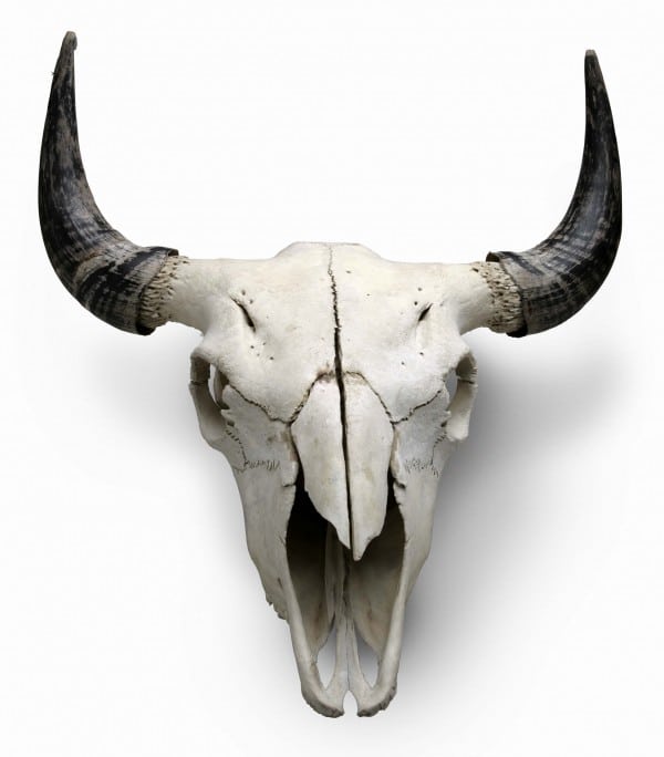 Bison skull, c. 2009, bone, courtesy Smoky Hill Bison Ranch.